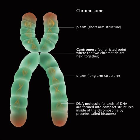 Chromosome Structure, Illustration Poster Print by Gwen Shockey/Science ...