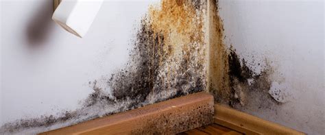 Mold Remediation: A Step-by-Step Guide