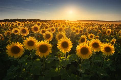 Let’s Learn About Sunflowers!🌻 - Price Chopper - Market 32