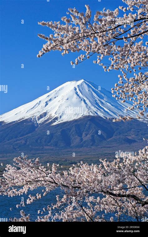 Fuji and cherry blossom from kawaguchi lake Stock Photo - Alamy