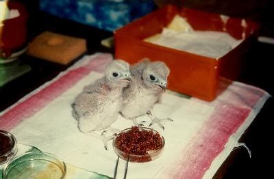 Mauritius Parakeet Chicks | EurekAlert!