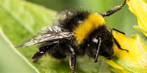 Do Bumble Bees Sting? (Yes, But Here's What You Should Know Next...)