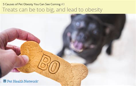 5 Causes of Pet Obesity You Can See Coming