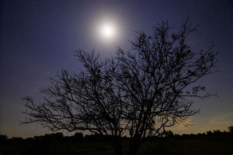 Silhouette of a tree at night 1759444 Stock Photo at Vecteezy