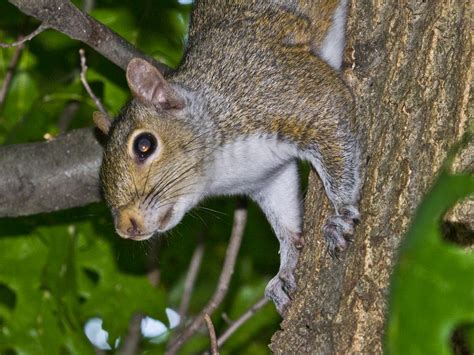 Tree Squirrels - Facts & Behavior Information