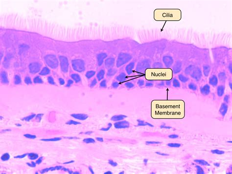 Epithelium Lab