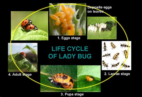 Ladybug Life Cycle Images