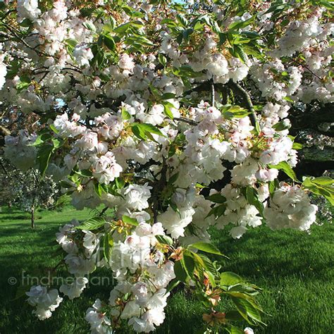 Prunus shirotae: Information, Pictures & Cultivation Tips