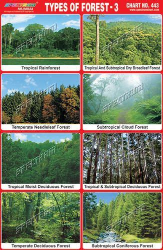 Pin by Anshuman Garg on Types of forests | Types of forests, Natural ...