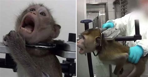 Undercover Footage Shows Monkeys, Cats, And Dogs Screaming In Pain In ...