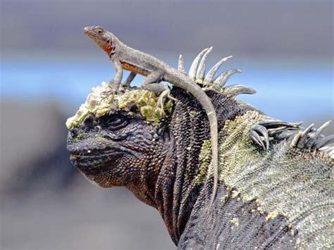 Galapagos Islands Vacation Gives Glimpse of Amazing Wildlife | Magazine ...