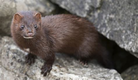 Domesticated Minks as Pets | PetHelpful