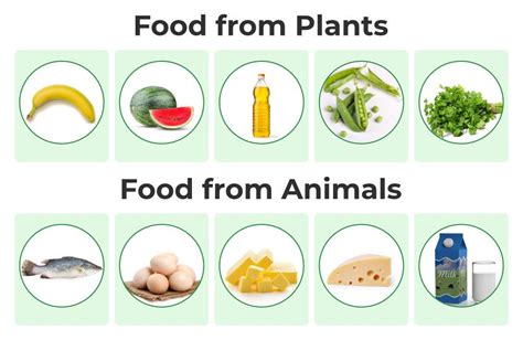 Food Sources - Food from Plants and Animals