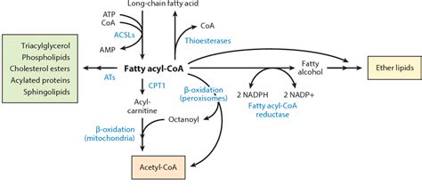 Figure 2 from Acyl-CoA metabolism and partitioning. | Semantic Scholar