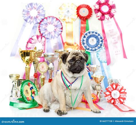 Champion winning dog stock photo. Image of cuddly, alone - 66277158