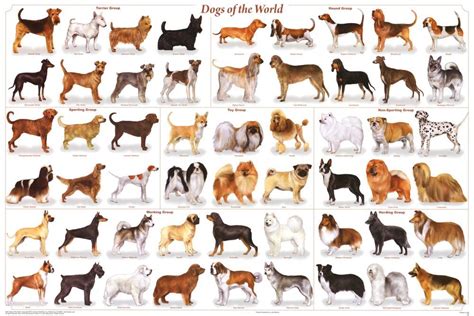 57 Breeds Of Dog Chart, Svg, Jpg, Png, 16*20'' | canoeracing.org.uk