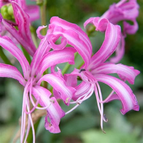 Buy nerine bulb Nerine bowdenii: £3.99 Delivery by Crocus