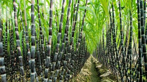 Agriculture Technology - SugarCane Cultivation - SugarCane Farming and ...