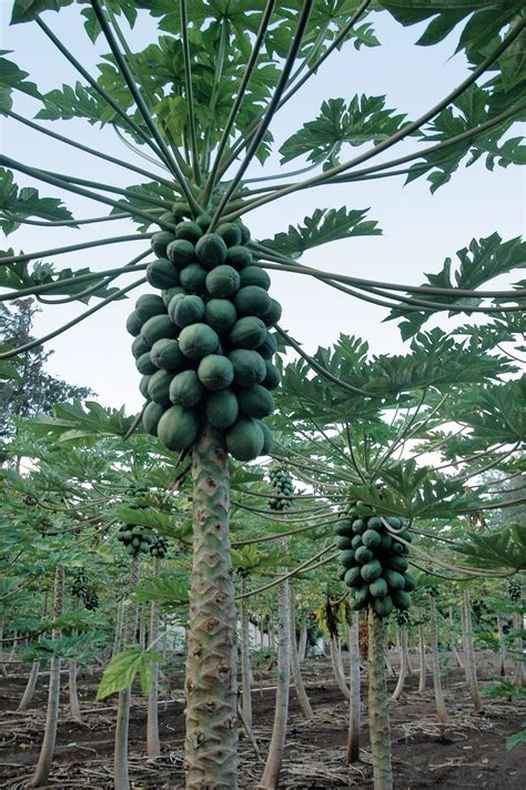 Papaya | Description, Cultivation, Uses, & Facts | Britannica