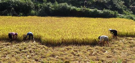 Bize Bytes: Rice Harvest