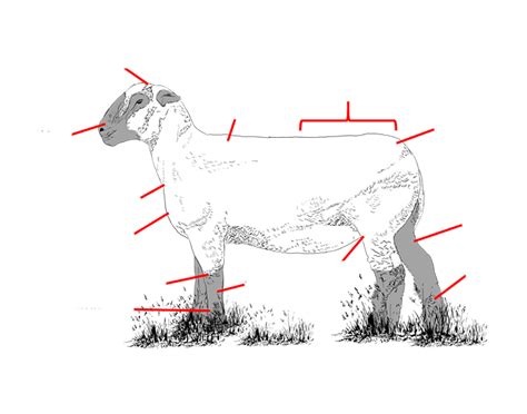 labeling an ewe Diagram | Quizlet