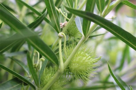 Swan Plant Milkweed - Local Seeds