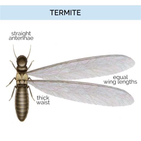 Winged Termites Identification