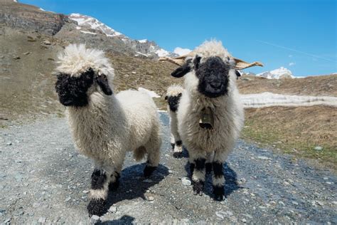 Valais Blacknose Sheep