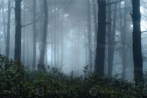 dark forest during a foggy,forest pine in asia 3435743 Stock Photo at ...