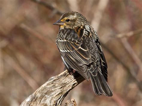 Red-winged Blackbird | Celebrate Urban Birds