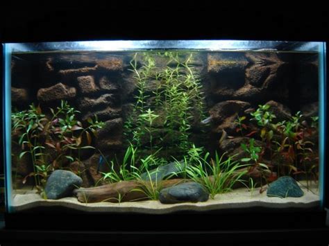 Live Plants in Aquariums: A Fish Guide - PetHelpful