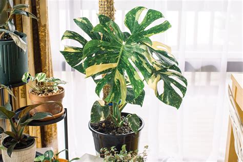 Variegated Monstera Deliciosas: Everything You Need to Know