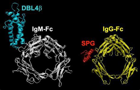 Contact areas of Fc with pathogen Fc-binding proteins Ribbon diagrams ...