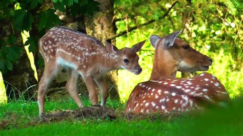 Beautiful fallow deer and their fawns - YouTube