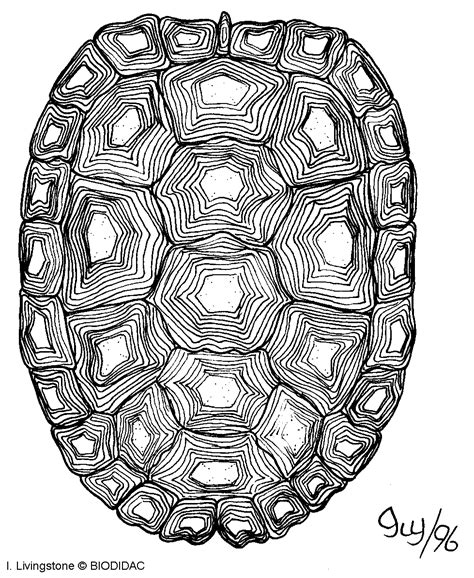 Turtle Shell Texture Drawing