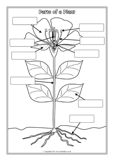 Lable A Flower : Label parts of a flower. - Janainataba