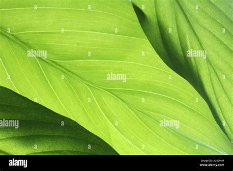 Leaf Background Texture Stock Photo - Alamy