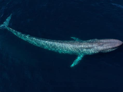 Blue Whale | Species | WWF