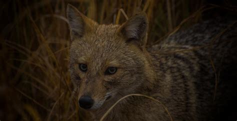 Yes, jackals are poached in India too