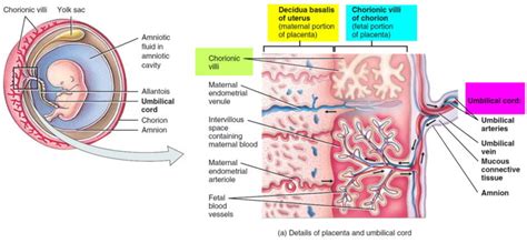 Placenta Accreta - Causes, Symptoms, Diagnosis, Risk Factors, Treatment