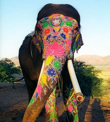 Hathi – Indian Elephant Pictures | Indian elephant, Elephant, Elephant ...