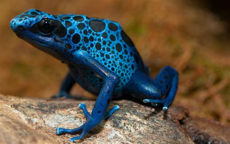 Download Blue Poison Dart Frog Animal Poison Dart Frog HD Wallpaper