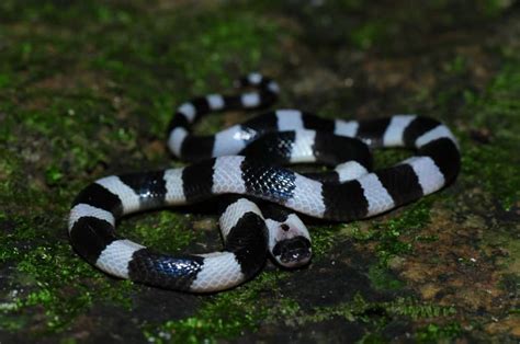 Most Venomous Snakes Of The World Snakes | Images and Photos finder