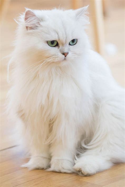 Hypoallergenic Teacup Cat Breeds - Pets Lovers