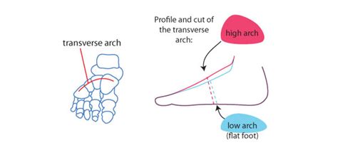 Human Anatomy Fundamentals: How to Draw Feet