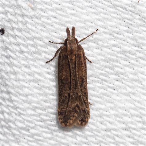 Maryland Biodiversity Project - Palmerworm Moth (Dichomeris ligulella)