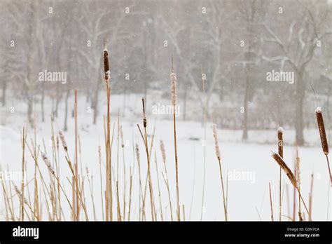 Cattails in winter hi-res stock photography and images - Alamy