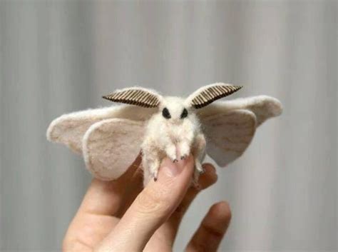 Venezuelan Poodle Moth. A newly discovered species. - Christ End Time ...