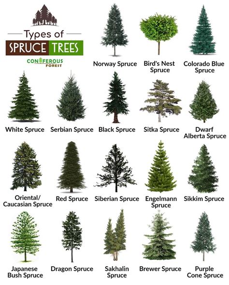 different types of trees that are labeled