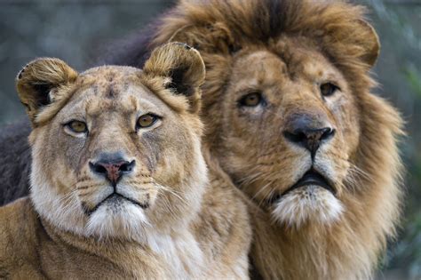 Nice old lion couple! | Lion couple, Lion, Lion love